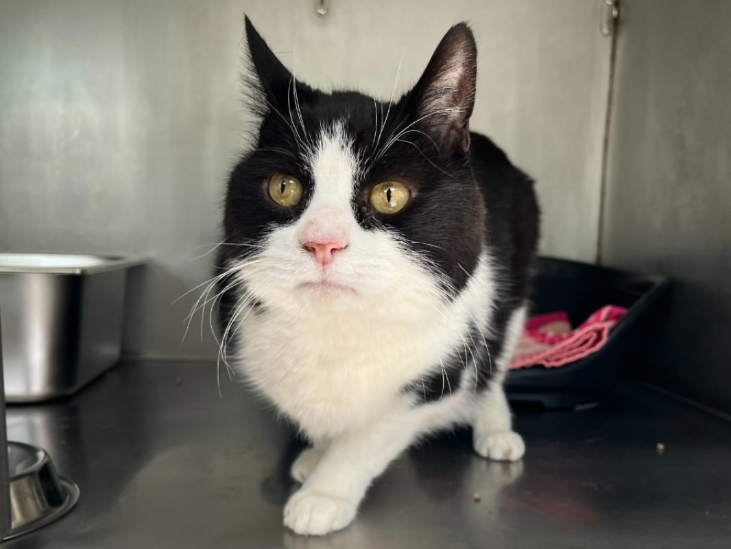 Mimi - Chat Européen à adopter