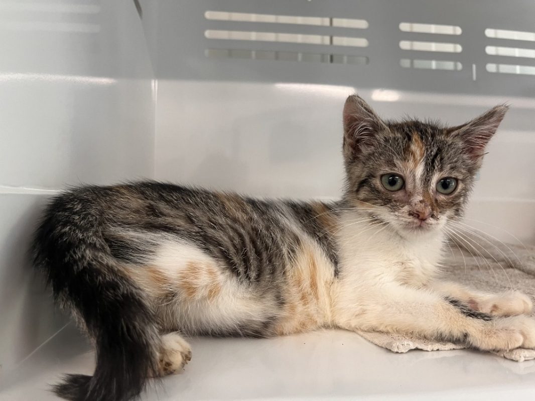 Ticha - Chat Européen à adopter