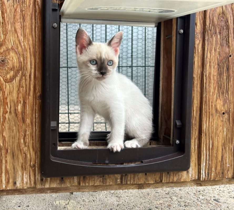 Mélusi - Chat Européen à adopter