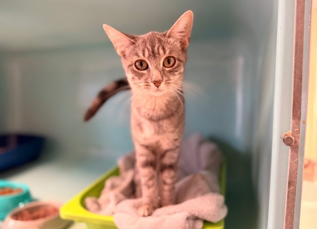 Taylor - Chat Européen à adopter