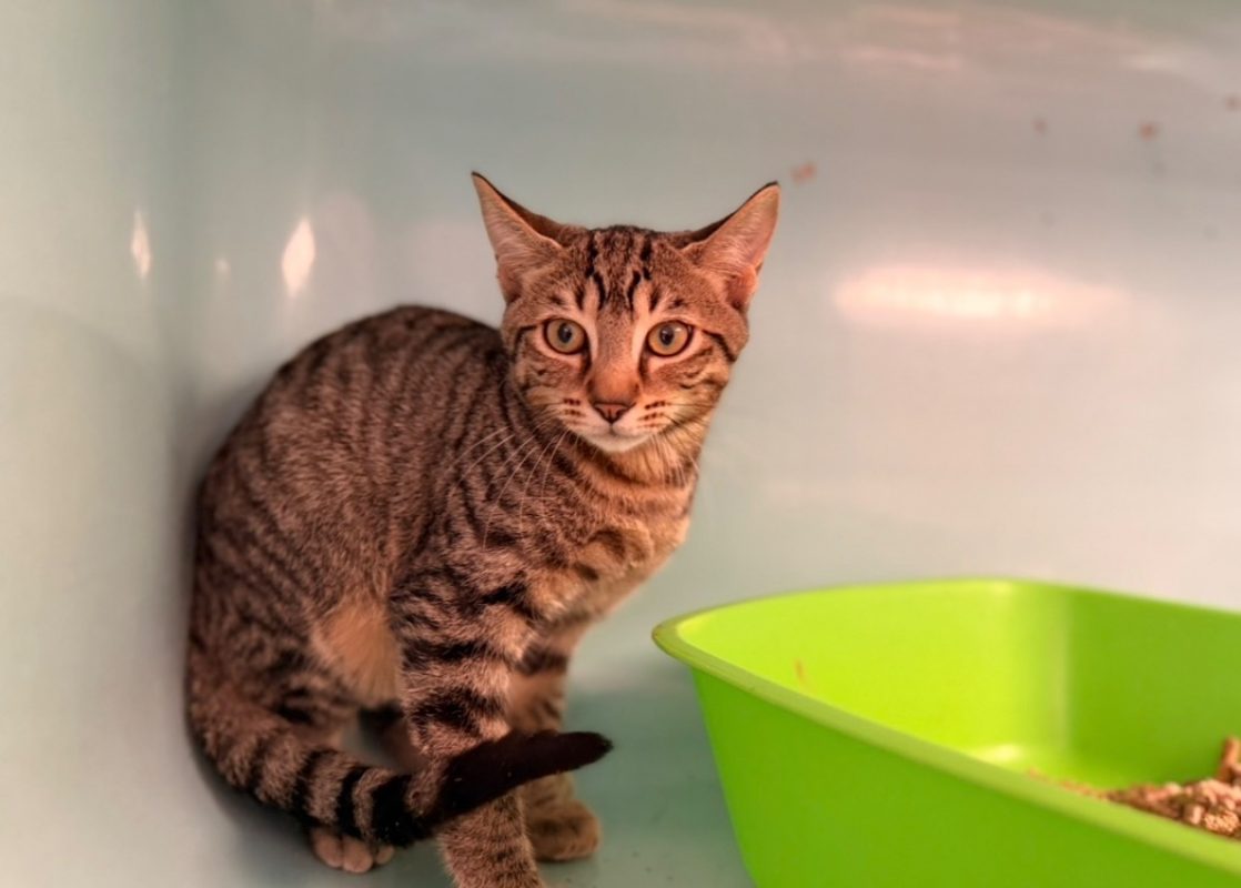 Tuffy - Chat Européen à adopter