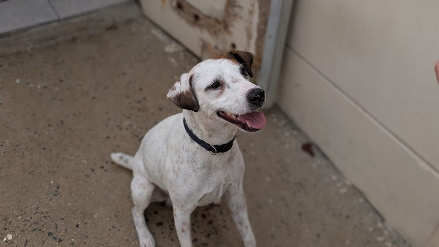 Guips - Chien à adopter