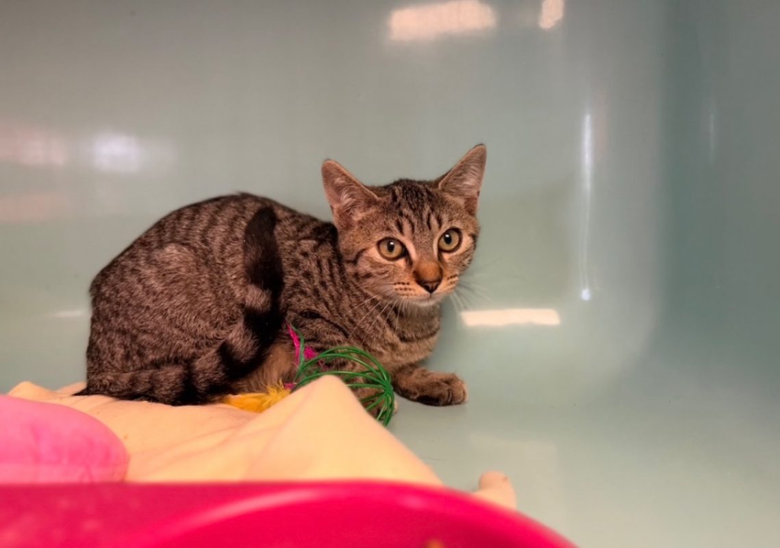 Kuzco - Chat Européen à adopter