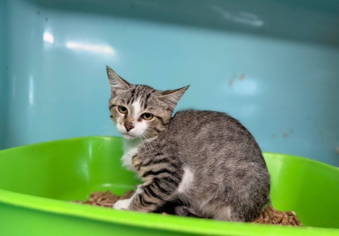 Clyde - Chat Européen à adopter