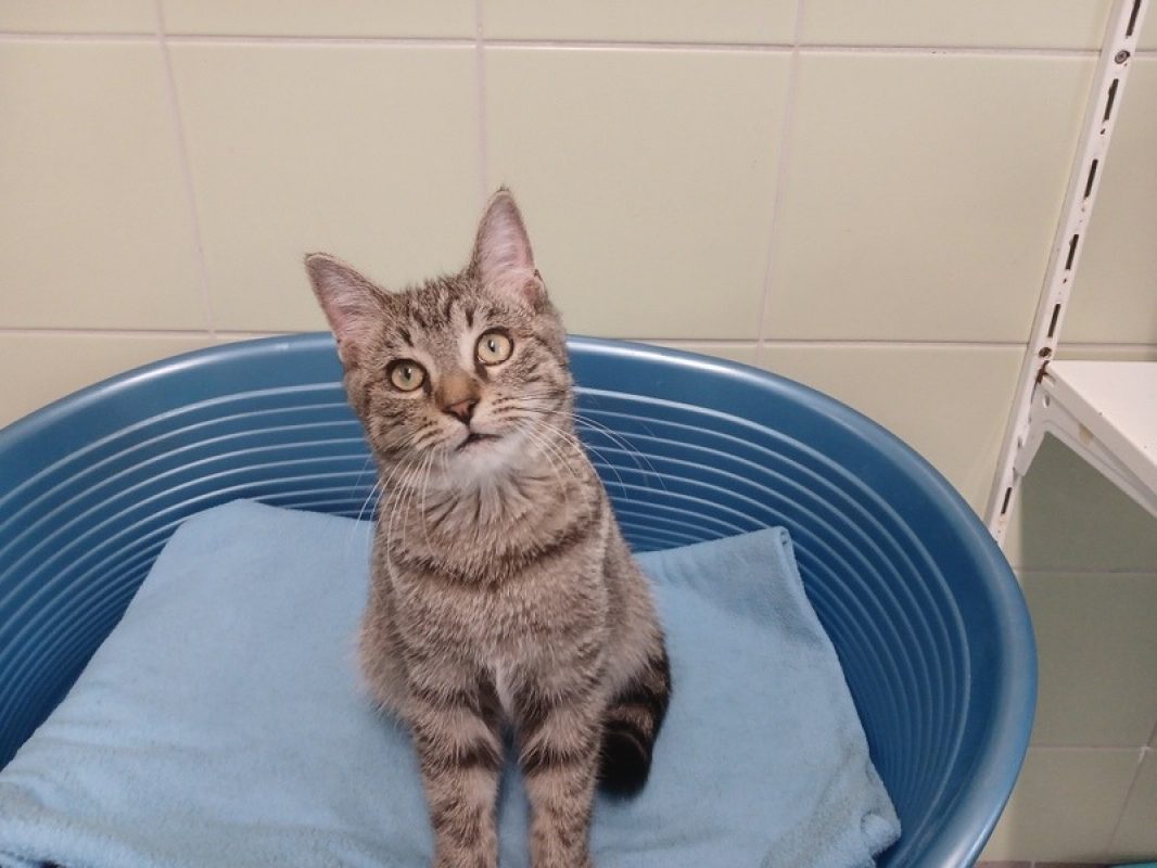 Camus - Chat Européen à adopter