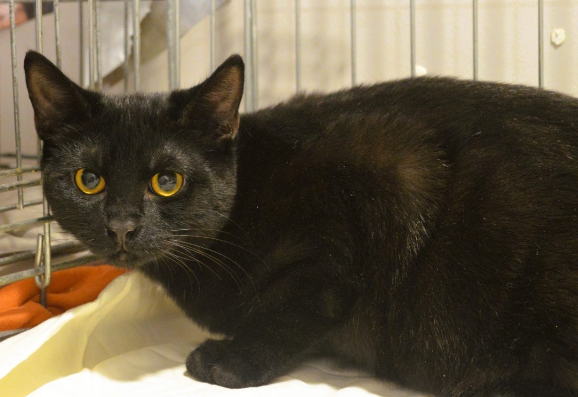 Eros - Chat Européen à adopter