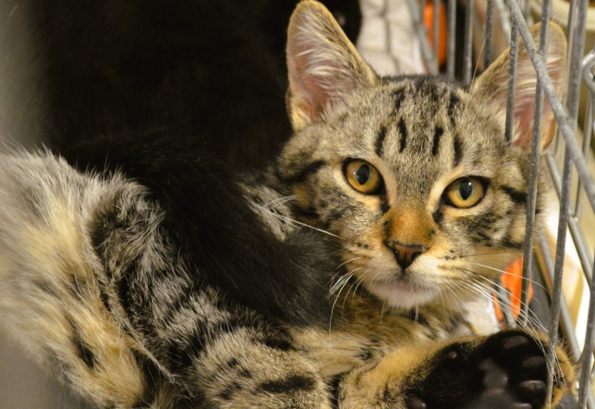 Tokyo - Chat Européen à adopter