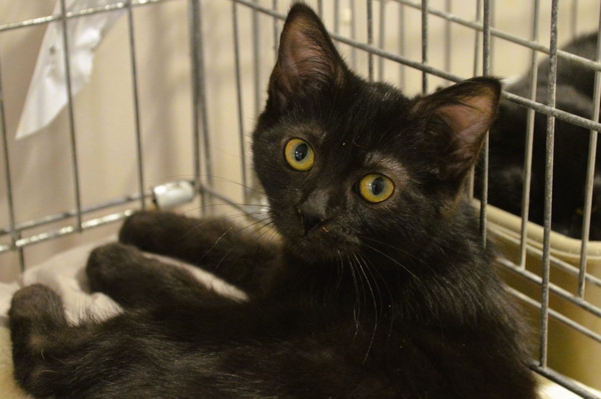 Romy - Chat Européen à adopter
