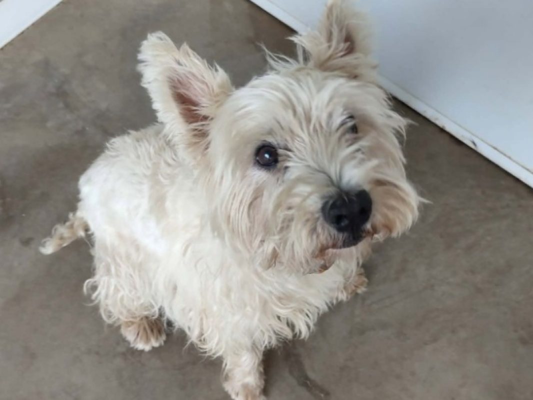 Milky - Chien West Highland White Terrier à adopter