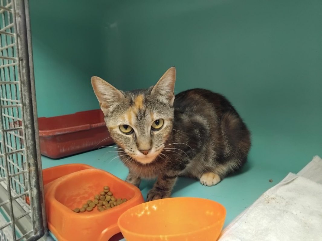 Grany - Chat Européen à adopter