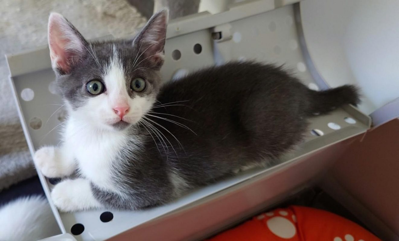 Bandit réservé - Chat Européen à adopter