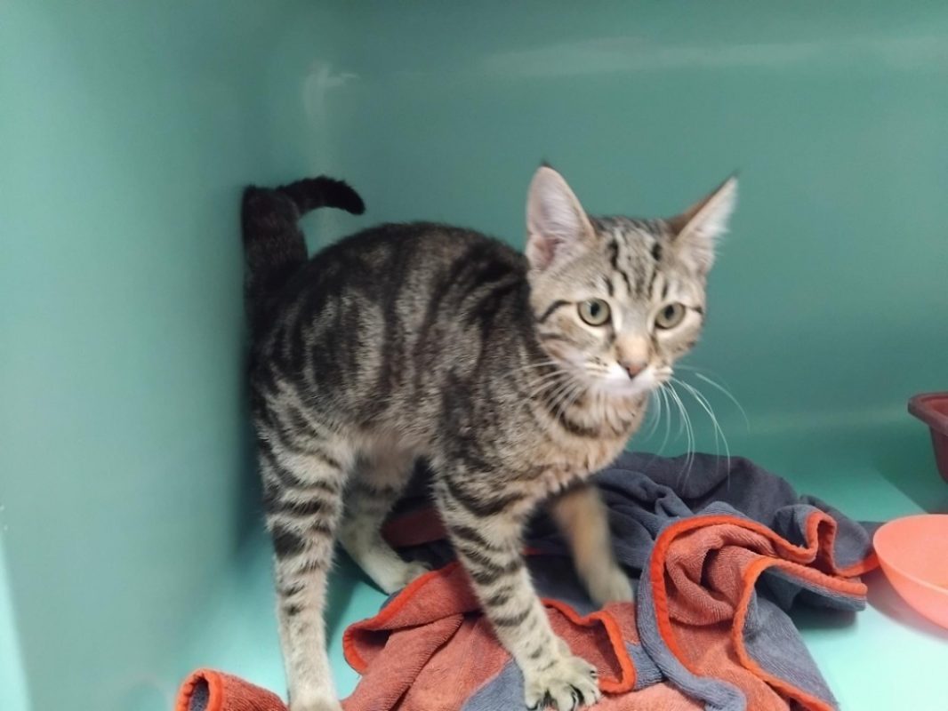 Gaufrette - Chat Européen à adopter