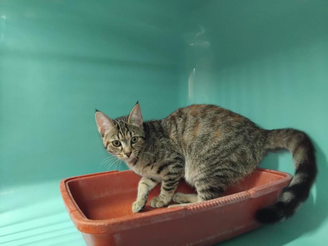 Madeleine - Chat Européen à adopter