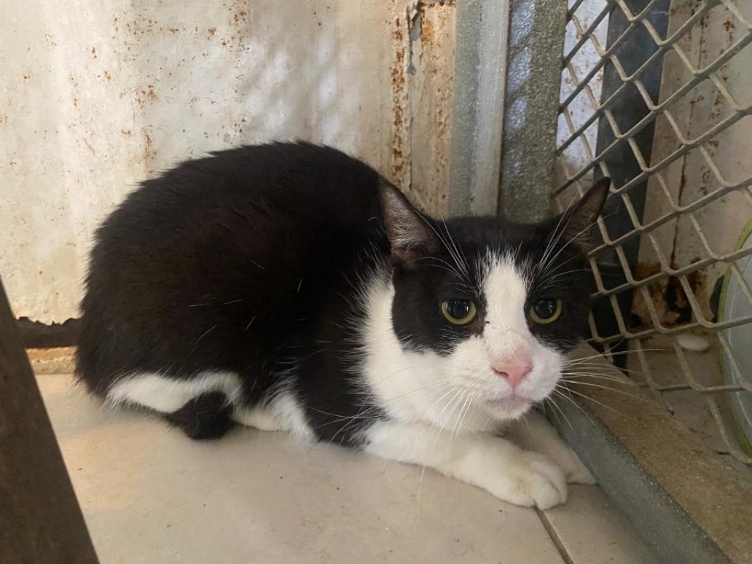 Clovis - Chat Européen à adopter