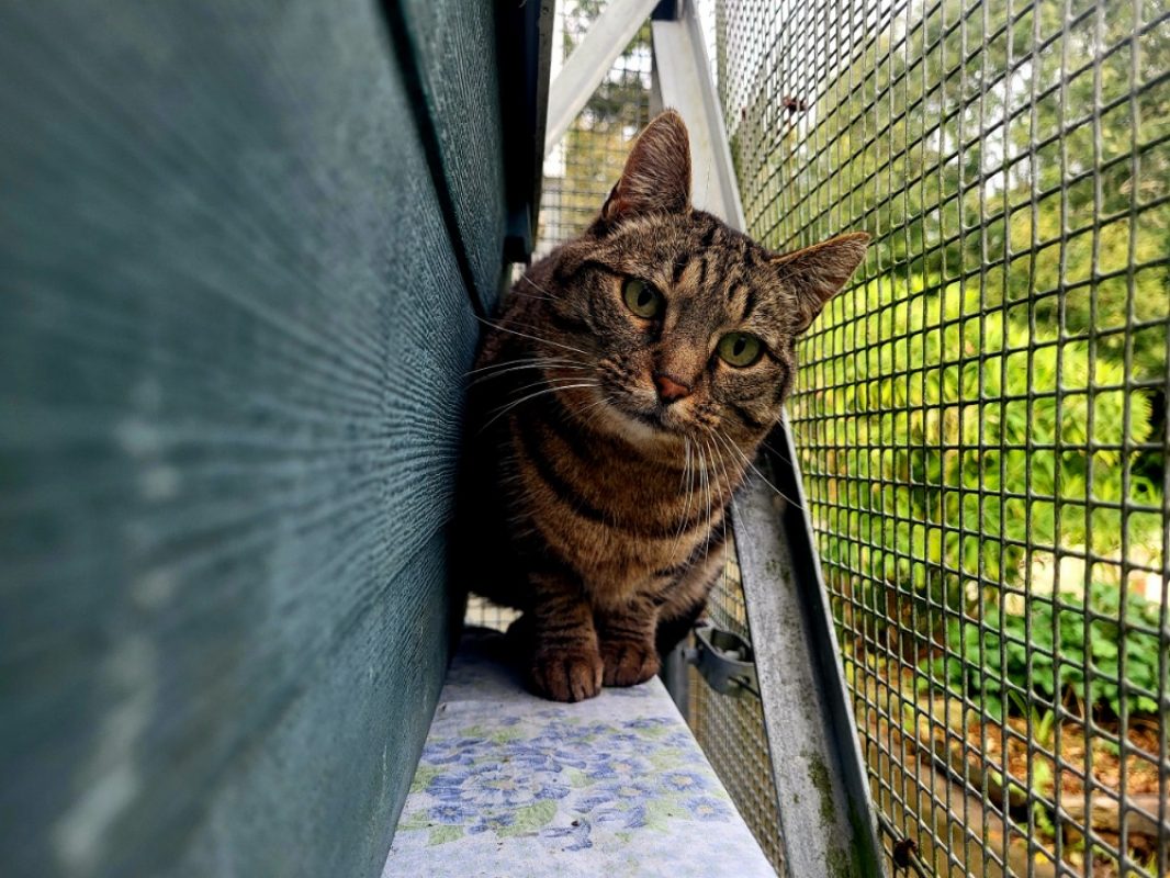 Reneva - Chat Européen à adopter