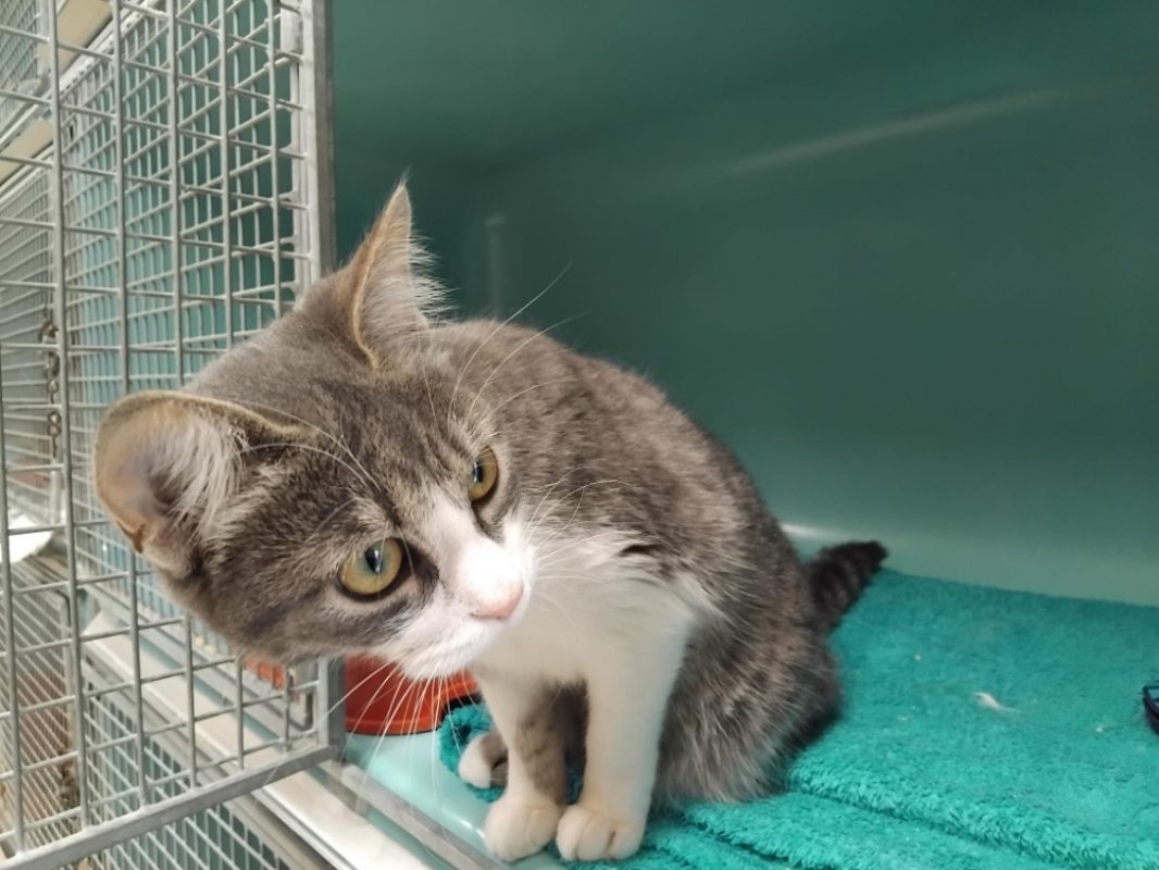 Belvita - Chat Européen à adopter