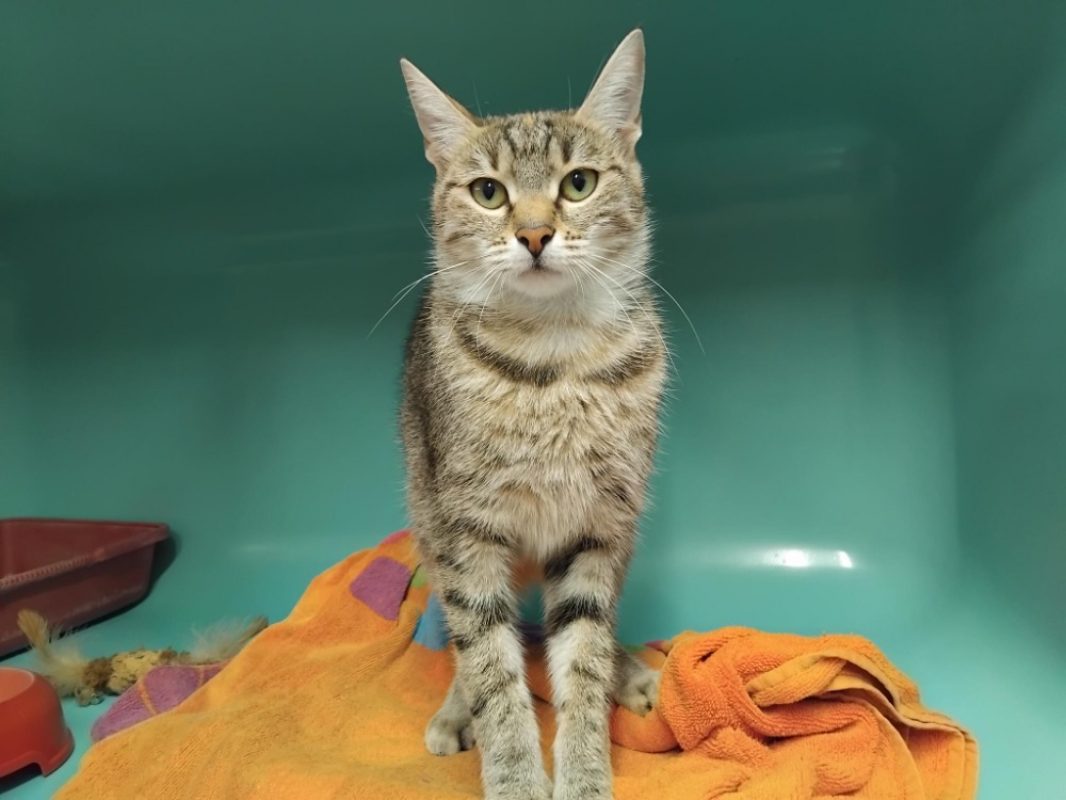 Alsa - Chat Européen à adopter
