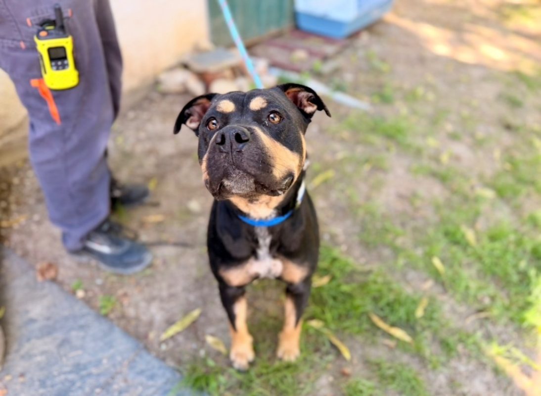 Joy - Chien Bouledogue Américain à adopter