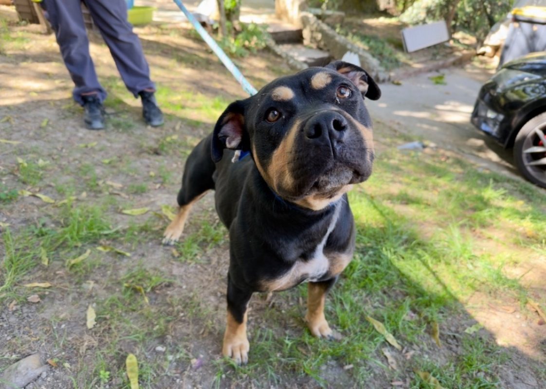 Joy - Chien Bouledogue Américain à adopter - photo 2