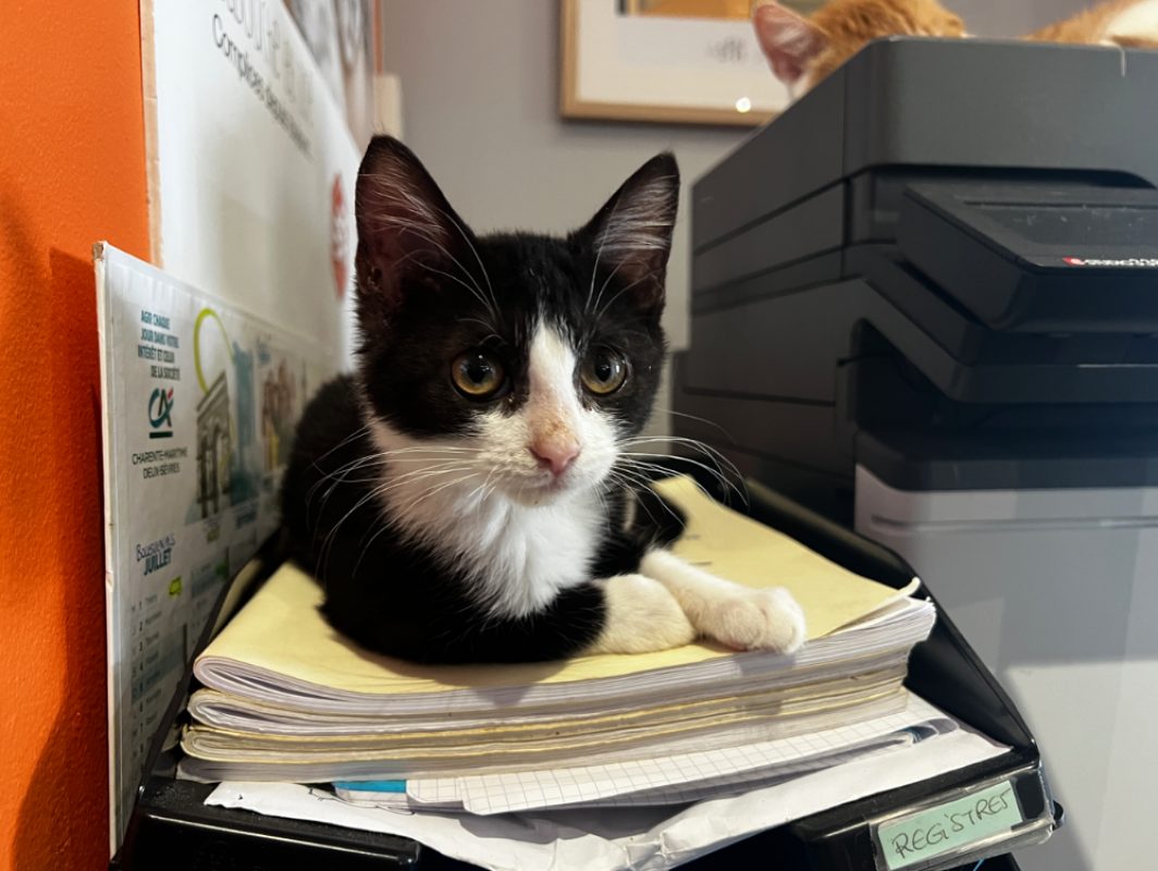 BaÏkal - Chat Européen à adopter