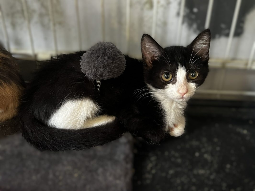 BaÏkal - Chat Européen à adopter - photo 2