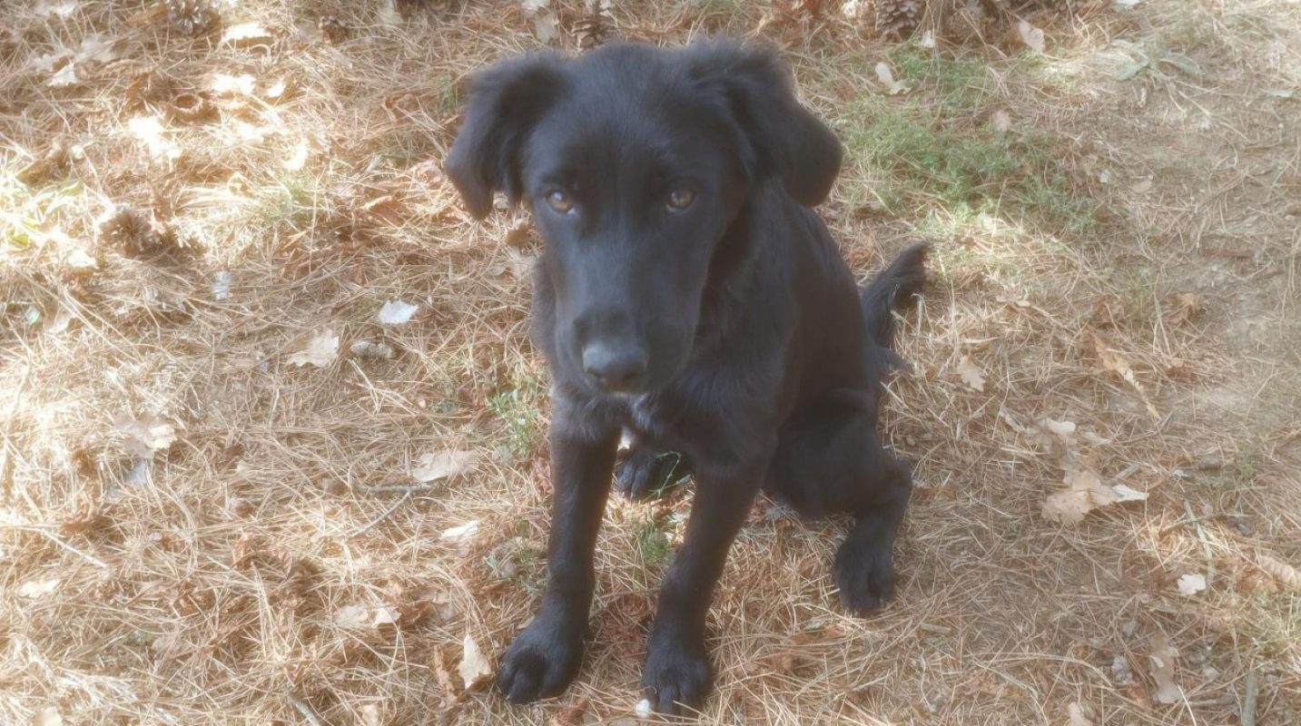 Lierre - Chien Border Collie à adopter