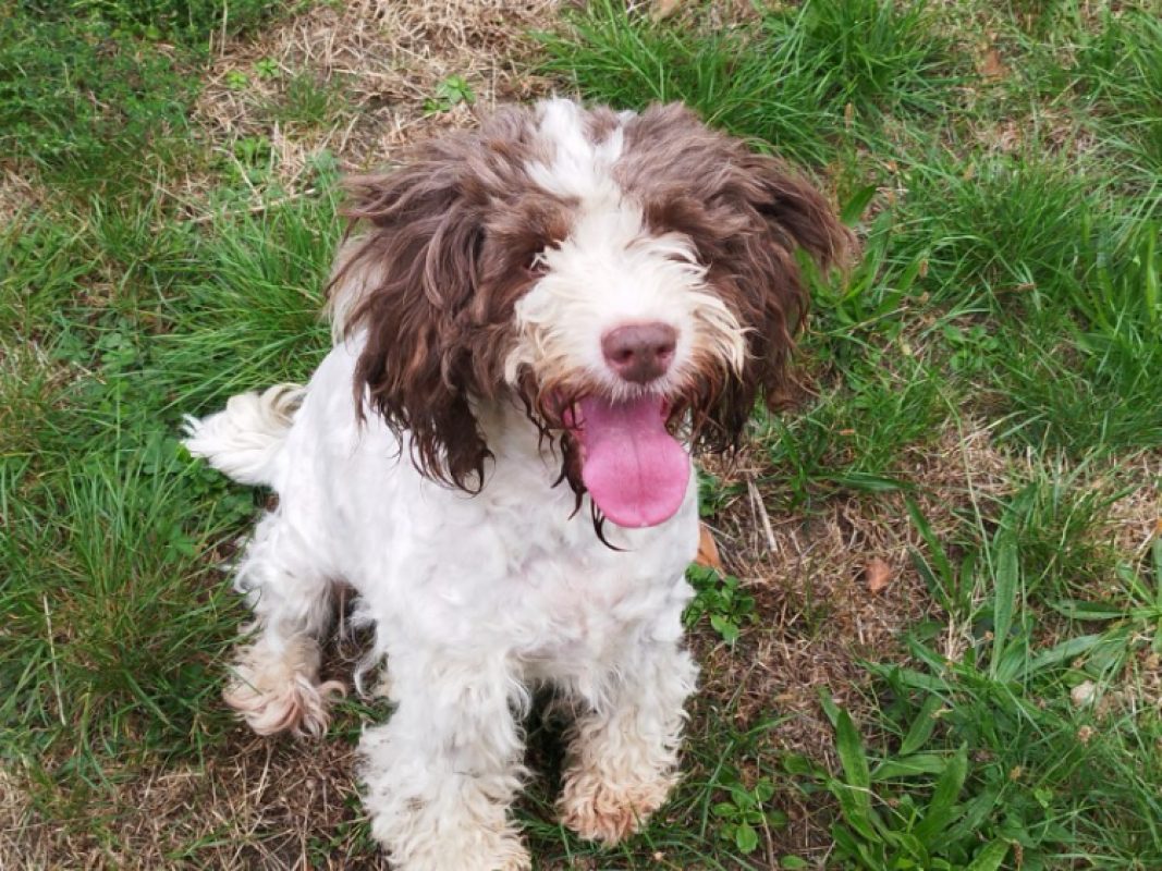 Eoline - Chien à adopter