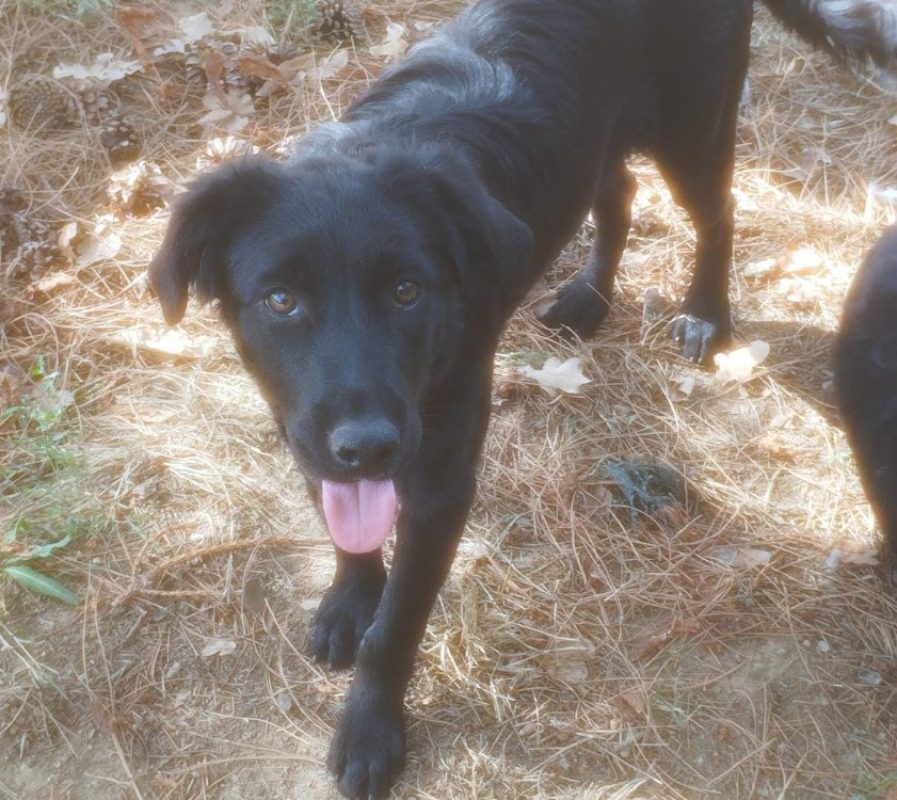 Fougeres - Chien Border Collie à adopter