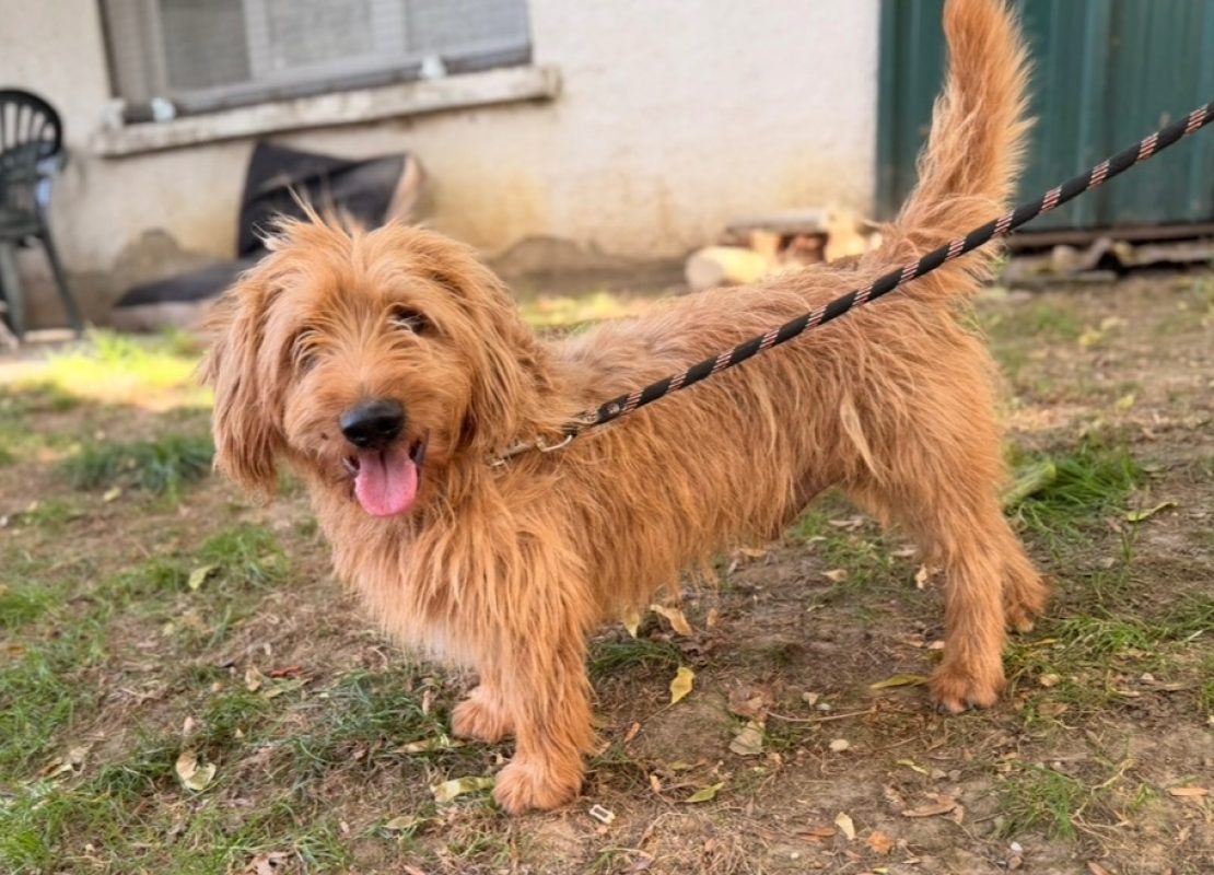 Prince - Chien à adopter