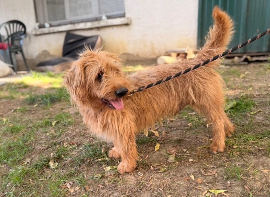 Prince - Chien à adopter - photo 2