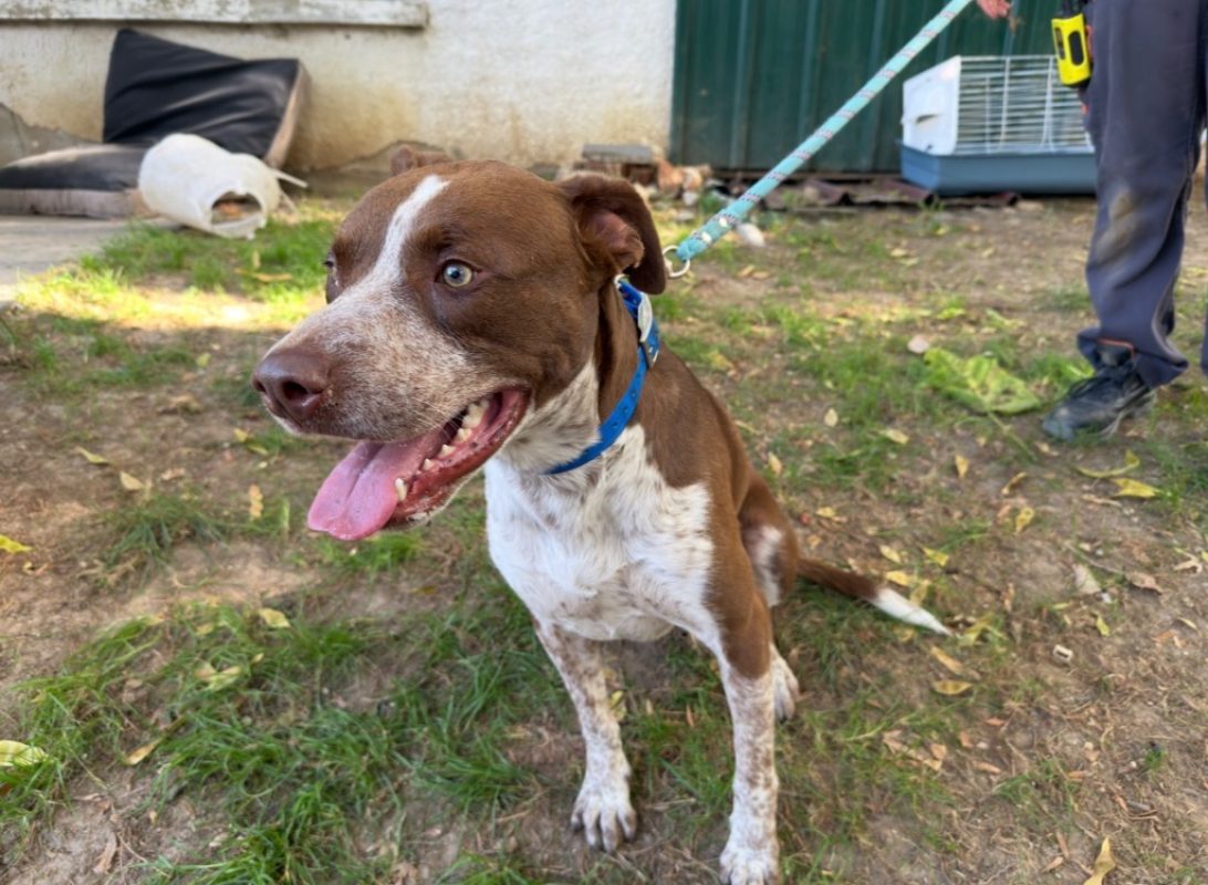 Scoot - Chien à adopter - photo 3