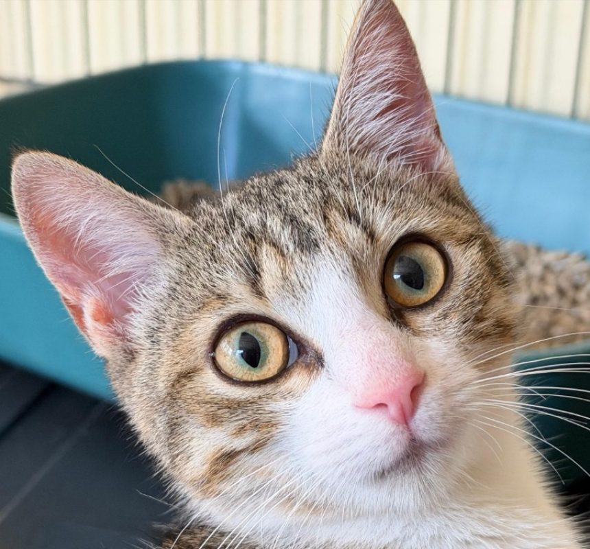 Maiwenn - Chat Européen à adopter