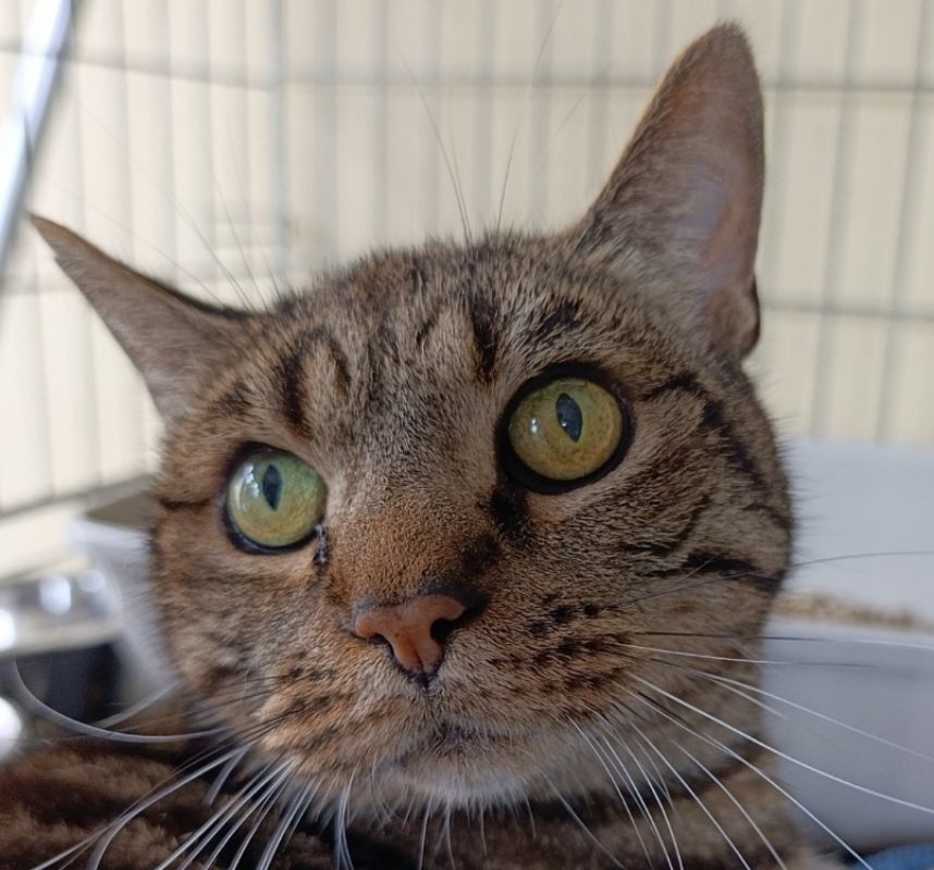 Loic - Chat Européen à adopter