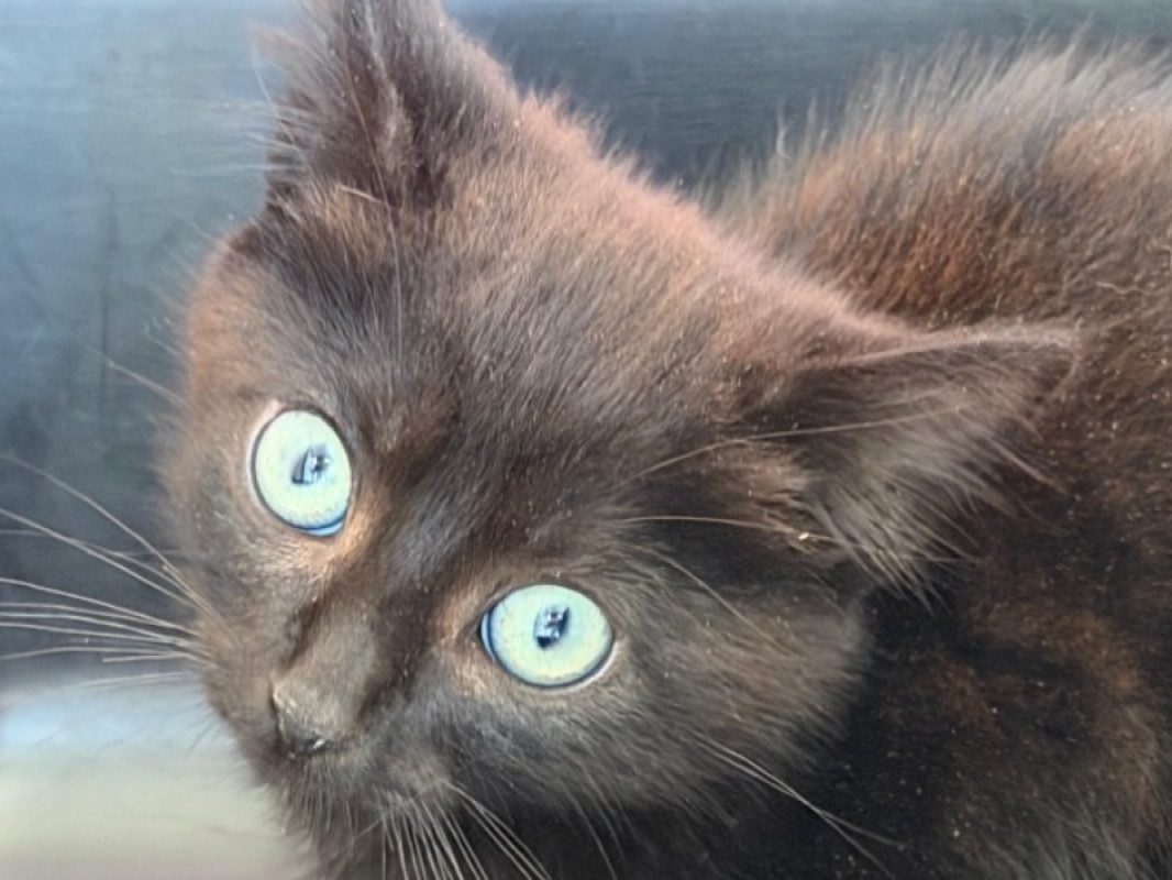 Tugdual - Chat Européen à adopter