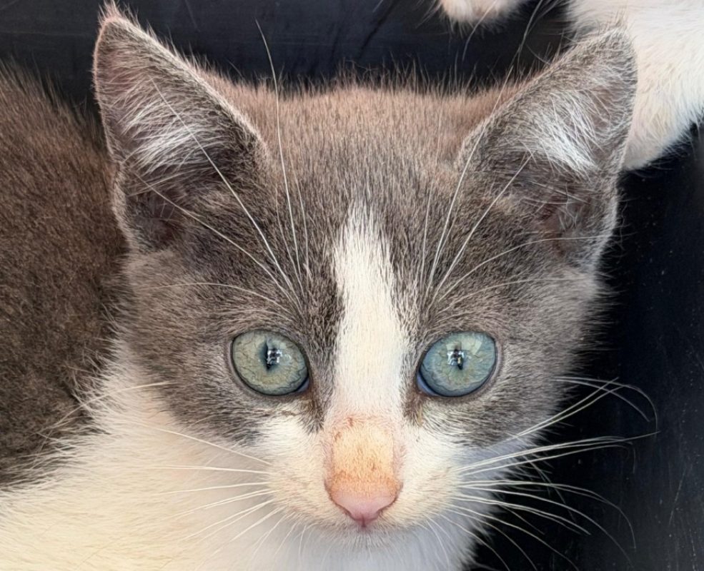 Malo - Chat Européen à adopter