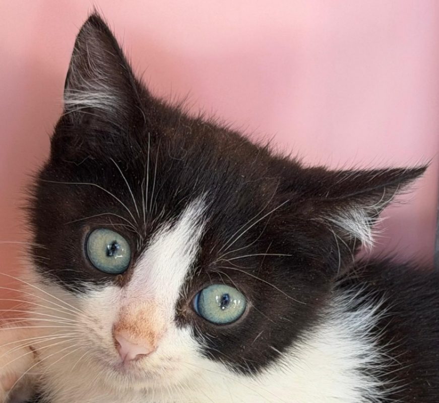 Rozenn - Chat Européen à adopter
