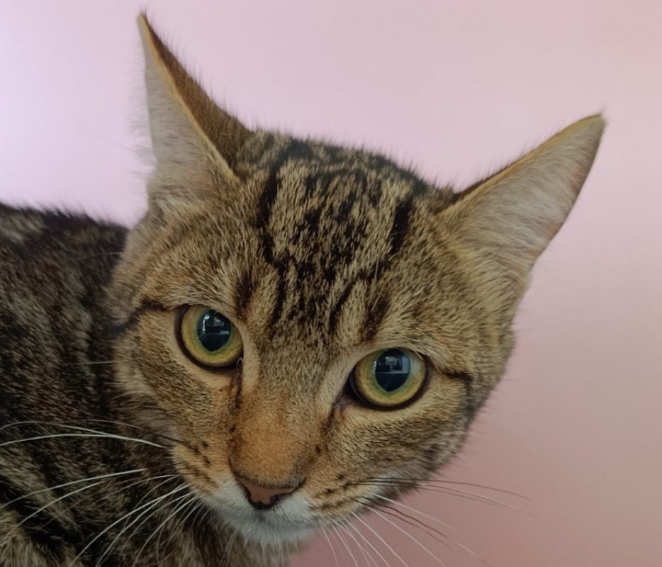Gurvan - Chat Européen à adopter