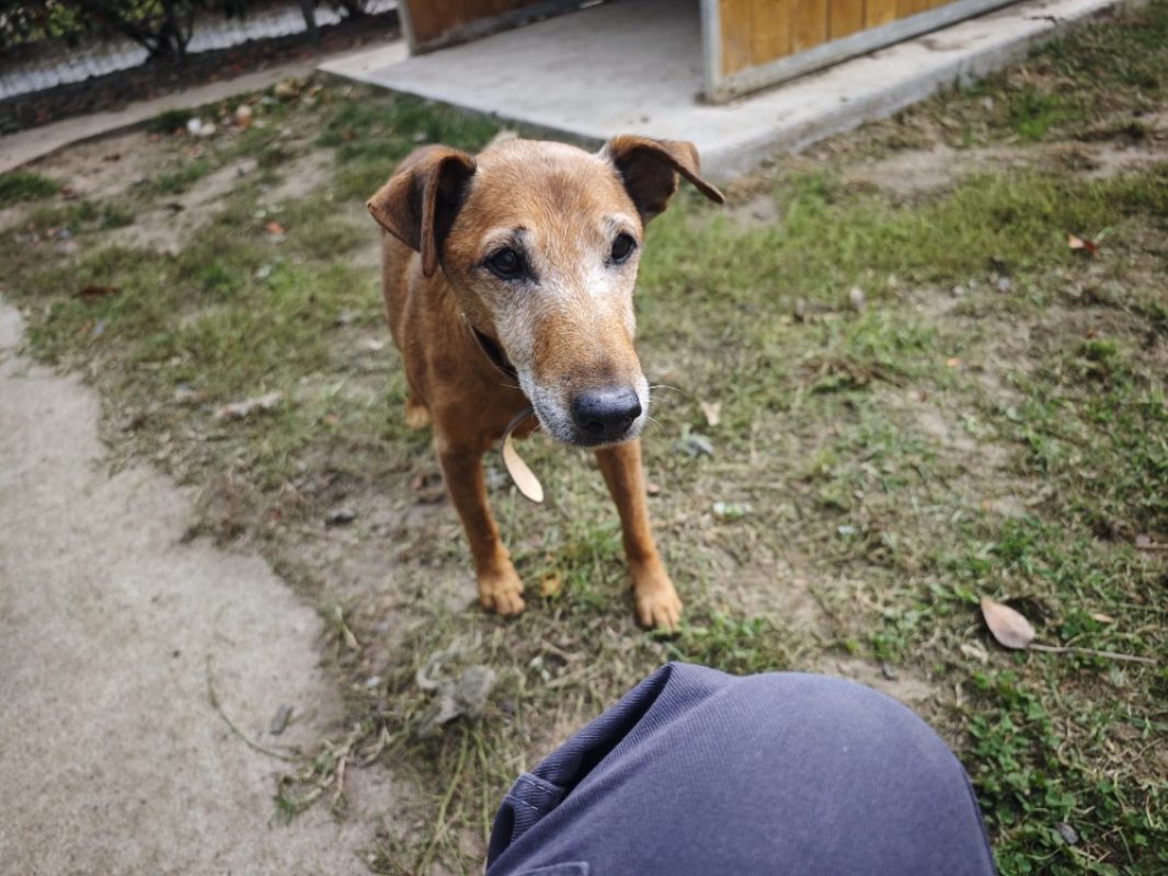 Jules - Chien à adopter