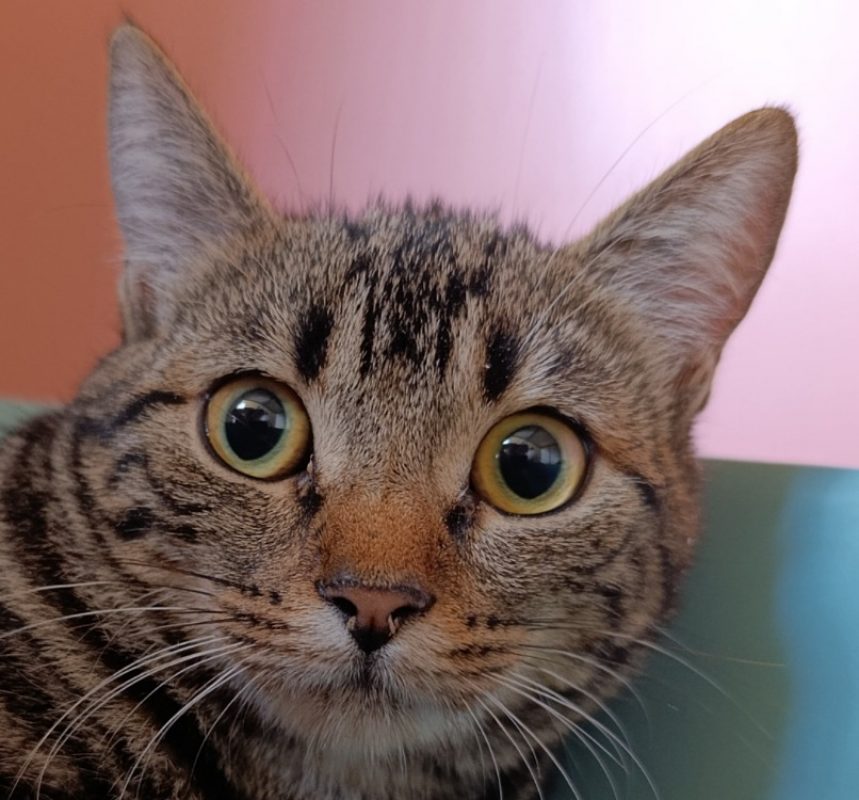 Yuna - Chat Européen à adopter
