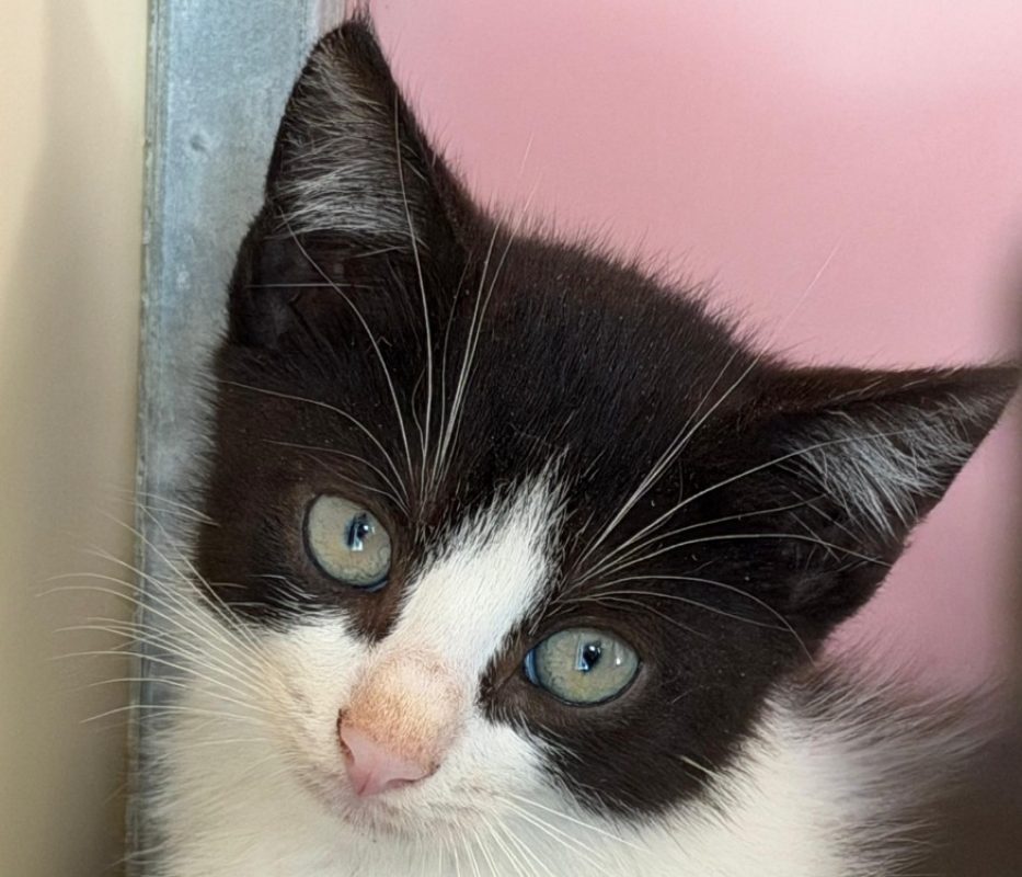 Ewen - Chat Européen à adopter
