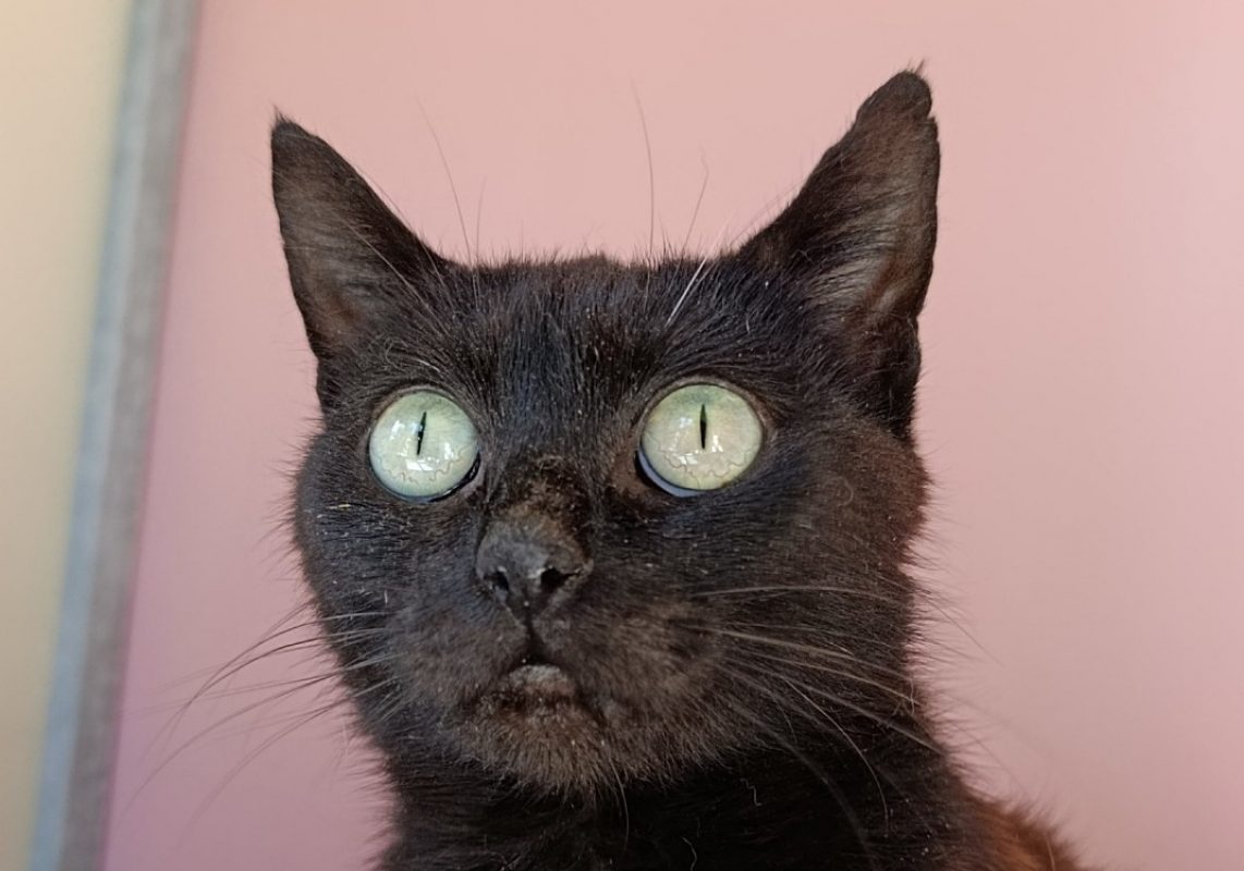 Katell - Chat Européen à adopter