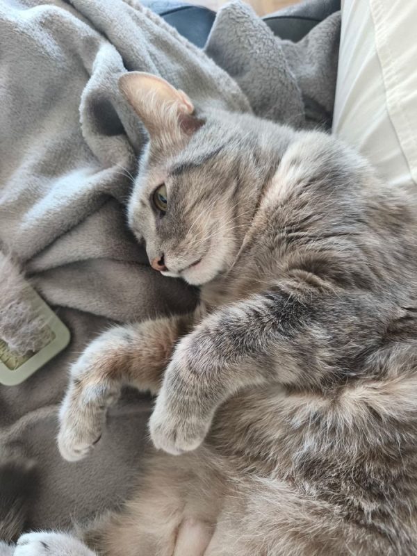 Boulette - Chat Européen à adopter