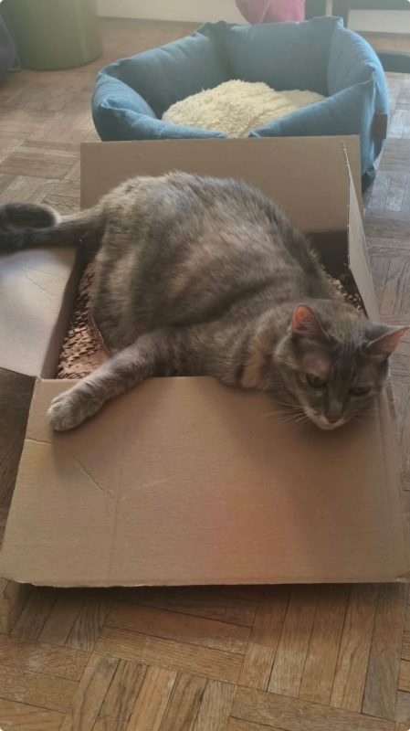 Boulette - Chat Européen à adopter - photo 4