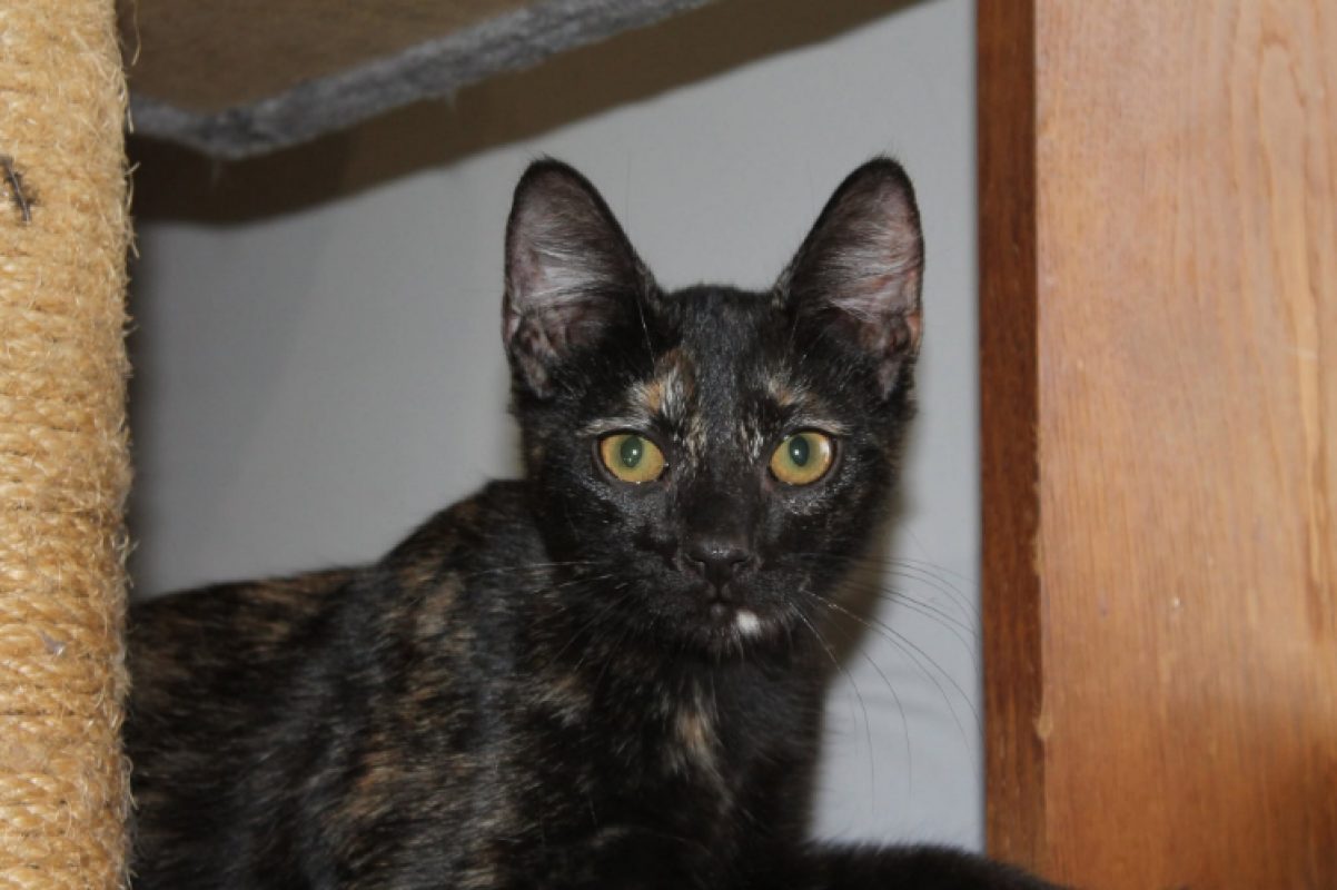 Bignone - Chat Européen à adopter
