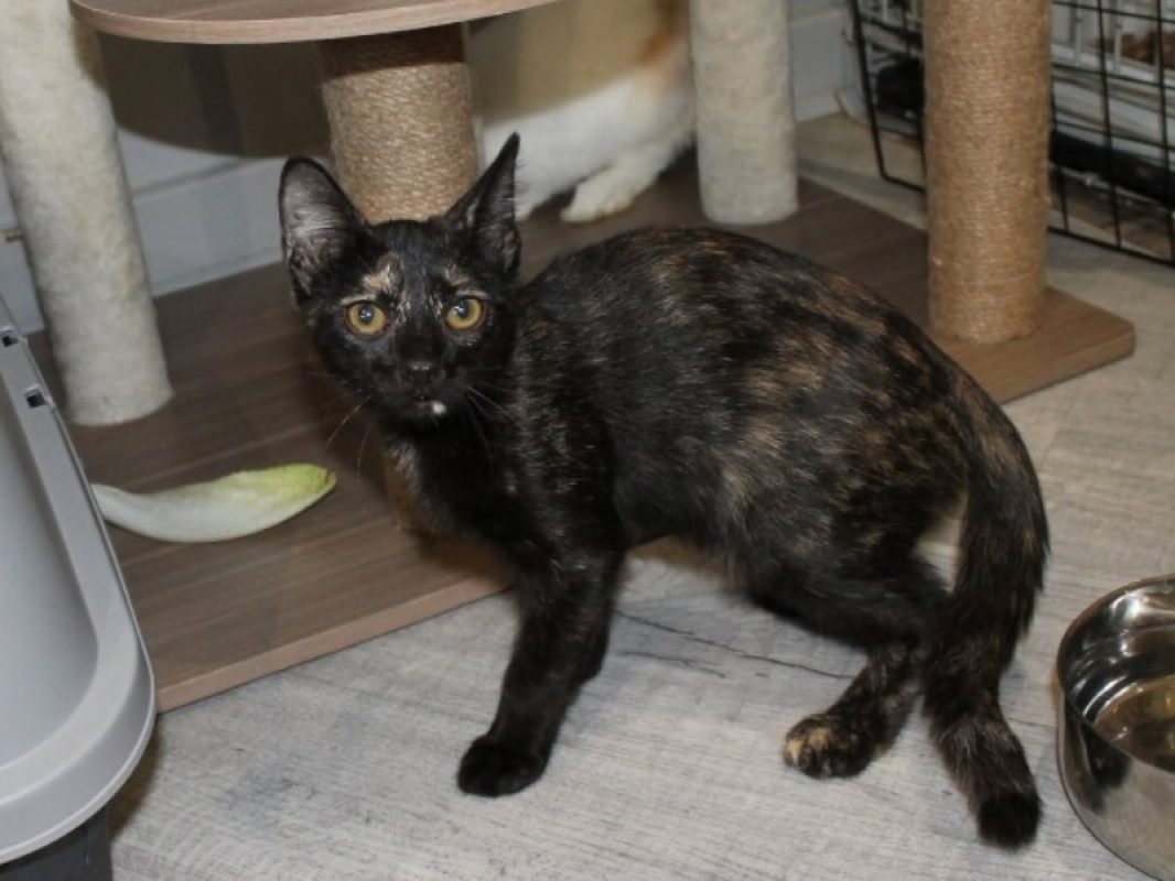 Bignone - Chat Européen à adopter - photo 4