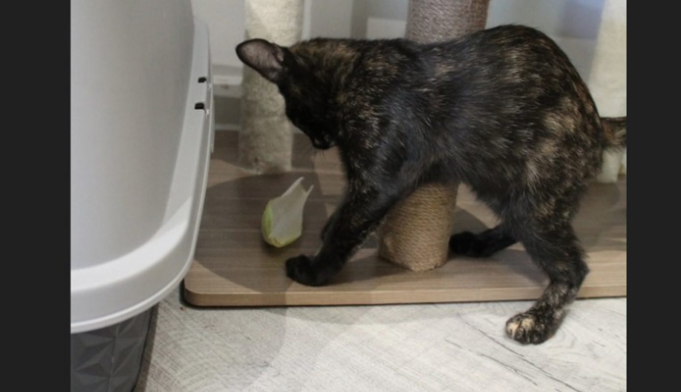 Bignone - Chat Européen à adopter - photo 5