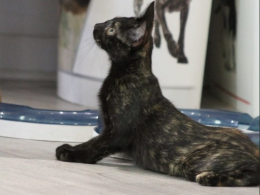 Bignone - Chat Européen à adopter - photo 6
