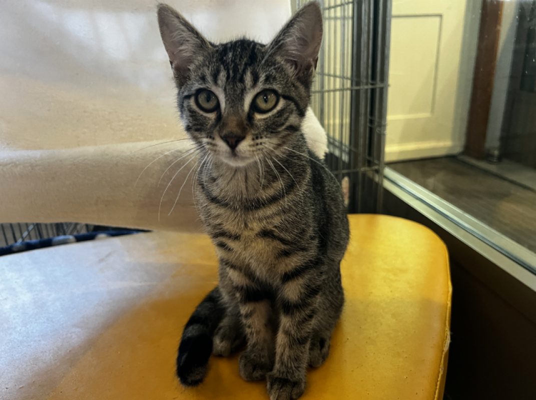 Biscotte - Chat Européen à adopter