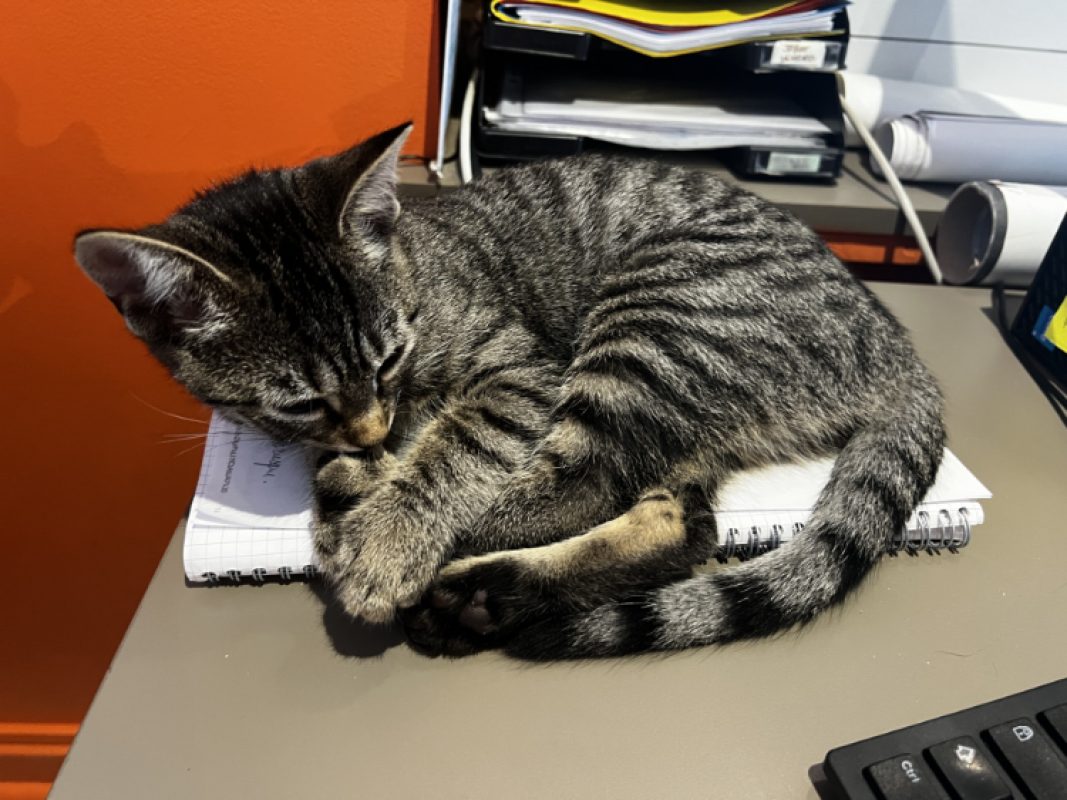 Biscotte - Chat Européen à adopter - photo 2
