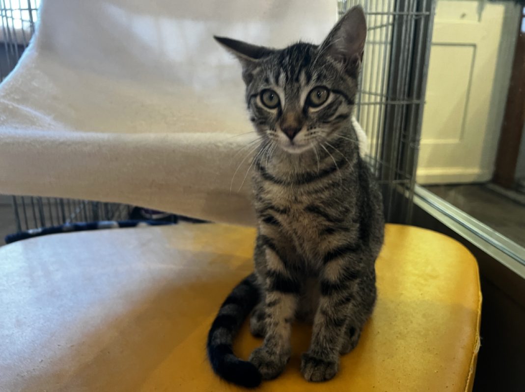 Biscotte - Chat Européen à adopter - photo 5